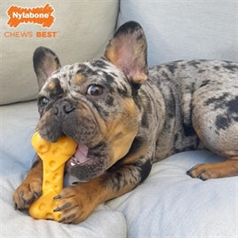 Sterk hondenspeelgoed - Nylabone Dura Chew Cheese Bone